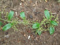 Chenopodium polyspermum 7, Korrelganzenvoet, Saxifraga-Rutger Barendse