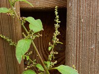 Chenopodium polyspermum 9, Korrelganzenvoet, Saxifraga-Ed Stikvoort