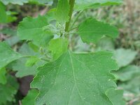 Chenopodium probstii