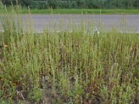 Chenopodium probstii 15, Saxifraga-Ed Stikvoort
