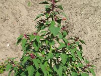 Chenopodium probstii 2, Saxifraga-Rutger Barendse