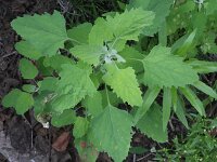 Chenopodium probstii 3, Saxifraga-Rutger Barendse