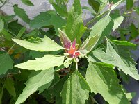 Chenopodium probstii 8, Saxifraga-Rutger Barendse