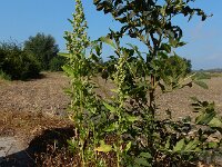 Chenopodium probstii 9, Saxifraga-Ed Stikvoort