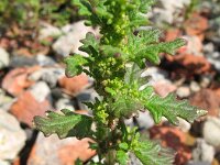 Chenopodium pumilio