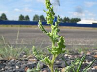 Chenopodium pumilio 10, Liggende ganzenvoet, Saxifraga-Rutger Barendse