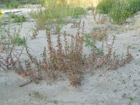 Chenopodium pumilio 3, Liggende ganzenvoet, Saxifraga-Rutger Barendse
