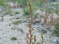 Chenopodium pumilio 4, Liggende ganzenvoet, Saxifraga-Rutger Barendse