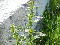 Chenopodium pumilio 5, Liggende ganzenvoet, Saxifraga-Rutger Barendse