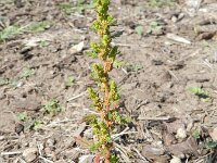 Chenopodium pumilio 6, Liggende ganzenvoet, Saxifraga-Rutger Barendse