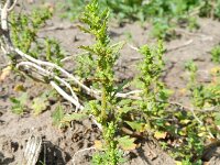 Chenopodium pumilio 7, Liggende ganzenvoet, Saxifraga-Rutger Barendse