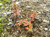Chenopodium pumilio 8, Liggende ganzenvoet, Saxifraga-Rutger Barendse