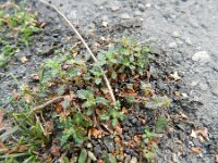 Chenopodium pumilio 9, Liggende ganzenvoet, Saxifraga-Rutger Barendse