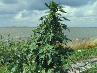 Chenopodium rubrum, Red Goosefoot