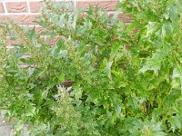 Chenopodium rubrum 10, Rode ganzenvoet, Saxifraga-Rutger Barendse