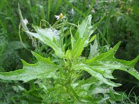 Chenopodium rubrum 11, Rode ganzenvoet, Saxifraga-Rutger Barendse
