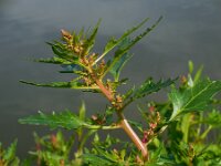 Chenopodium rubrum 13, Rode ganzenvoet, Saxifraga-Ed Stikvoort