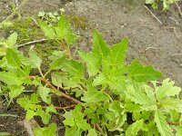 Chenopodium rubrum 19, Rode ganzenvoet, Saxifraga-Rutger Barendse