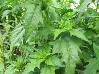 Chenopodium rubrum 3, Rode ganzenvoet, Saxifraga-Rutger Barendse