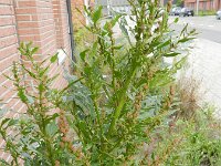 Chenopodium rubrum 8, Rode ganzenvoet, Saxifraga-Rutger Barendse