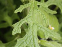 Chenopodium schraderianum