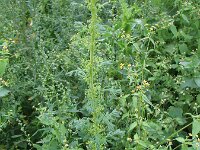 Chenopodium schraderianum 2, Gekield druifkruid, Saxifraga-Rutger Barendse