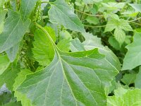 Chenopodium urbicum