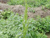 Chenopodium urbicum 3, Trosganzenvoet, Saxifraga-Rutger Barendse