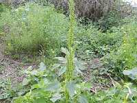 Chenopodium urbicum 6, Trosganzenvoet, Saxifraga-Rutger Barendse