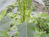 Chenopodium urbicum 7, Trosganzenvoet, Saxifraga-Rutger Barendse