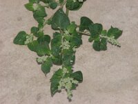 Chenopodium vulvaria