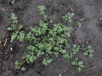 Chenopodium vulvaria 10, Stinkende ganzenvoet, Saxifraga-Ed Stikvoort