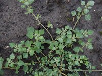 Chenopodium vulvaria 13, Stinkende ganzenvoet, Saxifraga-Ed Stikvoort
