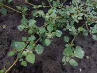 Chenopodium vulvaria 15, Stinkende ganzenvoet, Saxifraga-Ed Stikvoort