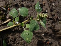Chenopodium vulvaria 17, Stinkende ganzenvoet, Saxifraga-Ed Stikvoort