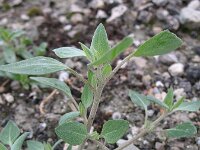 Chenopodium vulvaria 2, Stinkende ganzenvoet, Saxifraga-Rutger Barendse