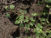 Chenopodium vulvaria 6, Stinkende ganzenvoet, Saxifraga-Ed Stikvoort