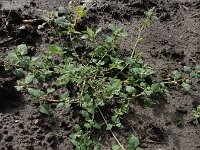 Chenopodium vulvaria 7, Stinkende ganzenvoet, Saxifraga-Ed Stikvoort