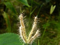Chloris barbata