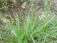 Chloris barbata 2, Saxifraga-Rutger Barendse