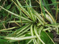 Chlorophytum comosum