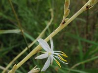 Chlorophytum comosum 2, Saxifraga-Rutger Barendse