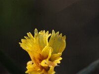 Chondrilla juncea