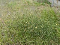 Chondrilla juncea 10, Biesknikbloem, Saxifraga-Rutger Barendse