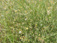 Chondrilla juncea 11, Biesknikbloem, Saxifraga-Rutger Barendse