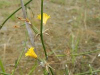 Chondrilla juncea 12, Biesknikbloem, Saxifraga-Rutger Barendse