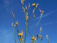 Chondrilla juncea 15, Biesknikbloem, Saxifraga-Ed Stikvoort