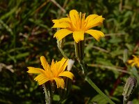 Chondrilla juncea 17, Biesknikbloem, Saxifraga-Ed Stikvoort