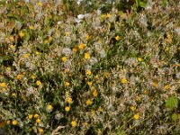 Chondrilla juncea 21, Biesknikbloem, Saxifraga-Ed Stikvoort