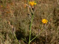 Chondrilla juncea 22, Biesknikbloem, Saxifraga-Ed Stikvoort